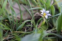 Romulea ramiflora ramiflora