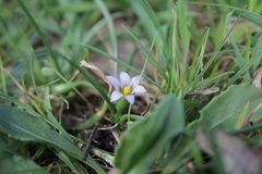 Romulea ramiflora ramiflora