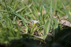 Romulea ramiflora ramiflora