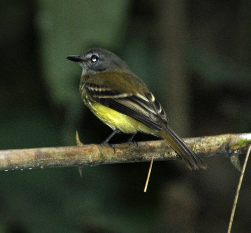 Forest Elaenia (Myiopagis gaimardii), photo 10