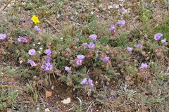 Erodium absinthoides