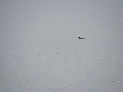 Gavia immer image