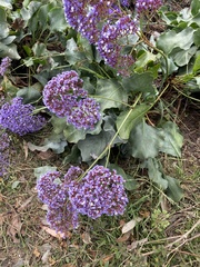 Limonium perezii
