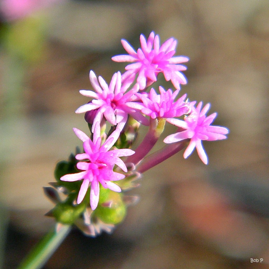 Polygala incarnata