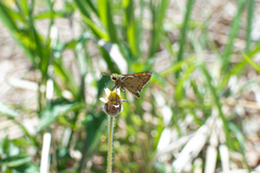 Polites vibex catilina