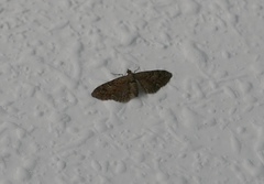 Eupithecia pusillata