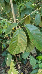 Guettarda scabra image
