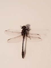 Phanogomphus minutus