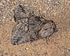 Abrostola microvalis