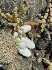 Eudistoma elongatum