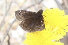 Erynnis juvenalis juvenalis