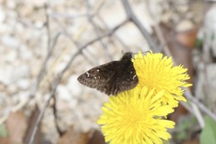 Erynnis juvenalis juvenalis