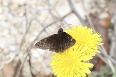 Erynnis juvenalis juvenalis