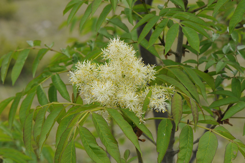 Fraxinus ornus
