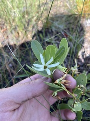 Deeringothamnus pulchellus