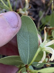 Deeringothamnus pulchellus