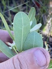 Deeringothamnus pulchellus