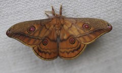 Opodiphthera rhythmica