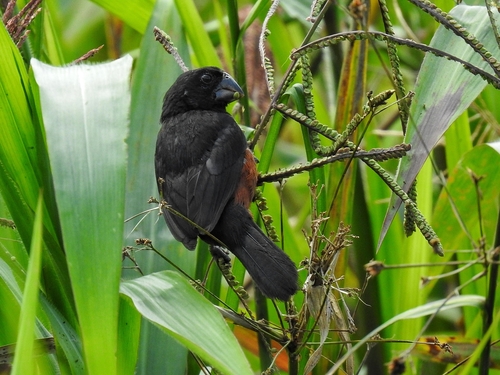 Chestnut-bellied Seed Finch (Sporophila angolensis), photo 7