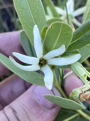 Deeringothamnus pulchellus