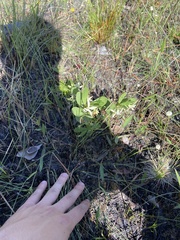 Deeringothamnus pulchellus