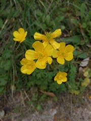 Ranunculus ollissiponensis