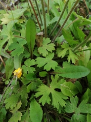 Ranunculus ollissiponensis