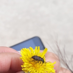 Astylus bourgeoisi