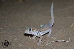 Teratoscincus keyserlingii
