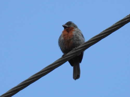 Chestnut-bellied Seedeater (Sporophila castaneiventris), photo 5