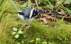 Enicurus schistaceus