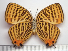 Japonica saepestriata