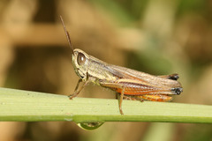 Amblytropidia australis