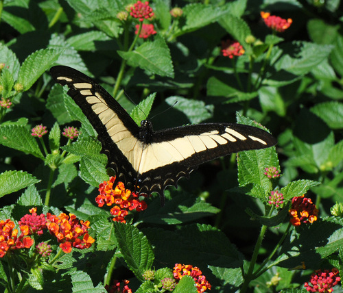 Androgeus Swallowtail