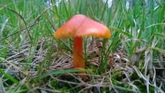 Basidiomycota