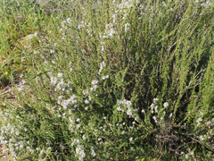 Eriocephalus purpureus