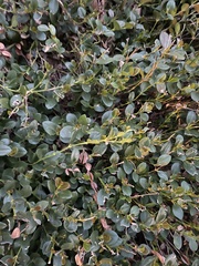 Buxus sempervirens