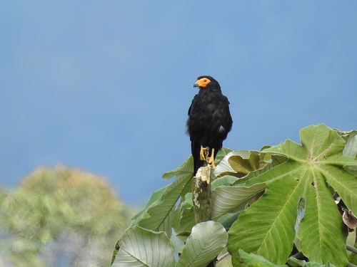 Black Caracara (Daptrius ater), photo 10