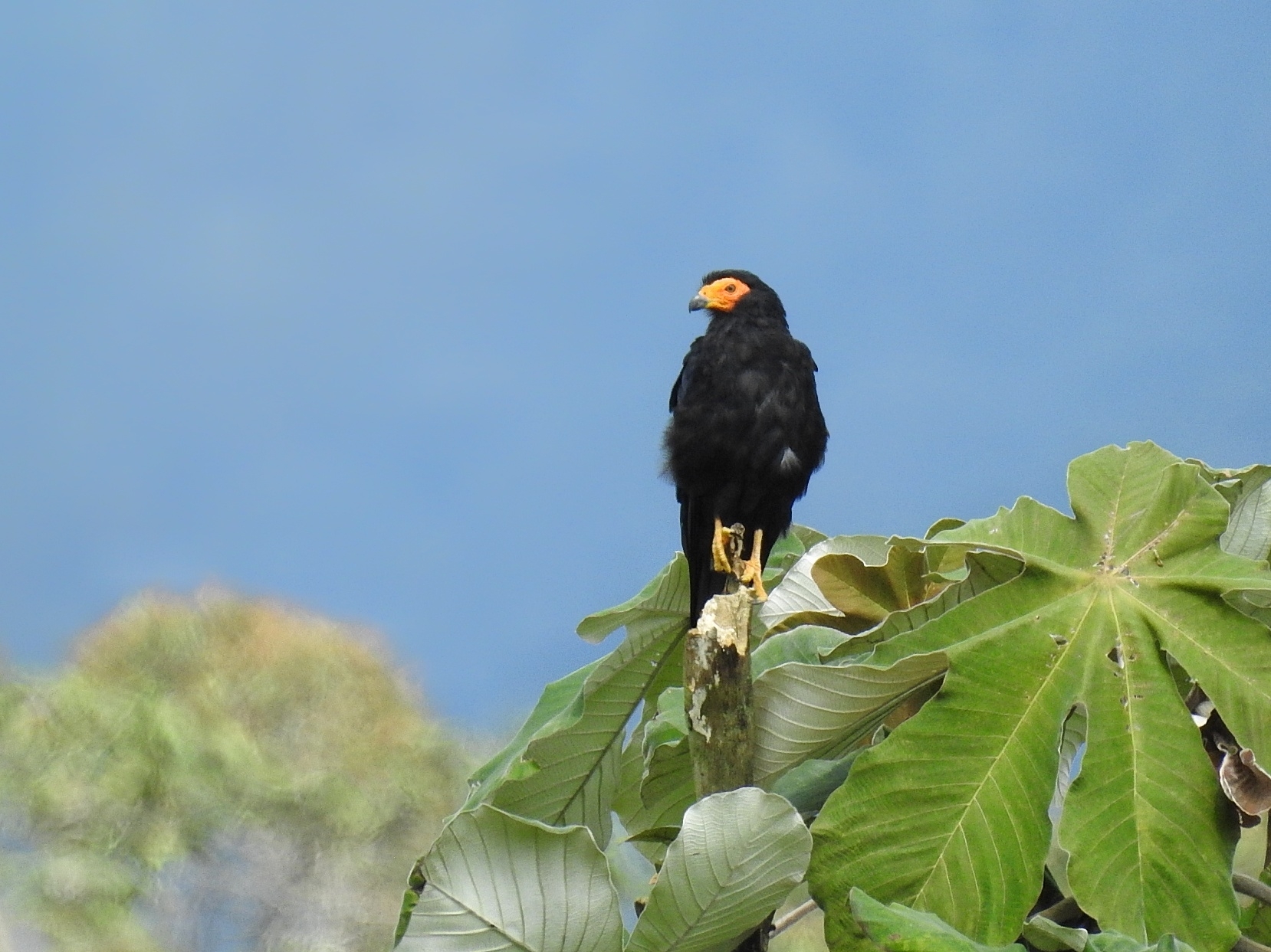 Black Caracara illustration