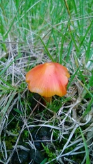 Basidiomycota