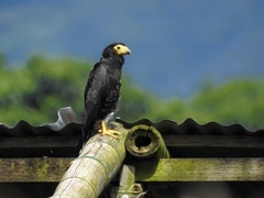 Black Caracara photo 4
