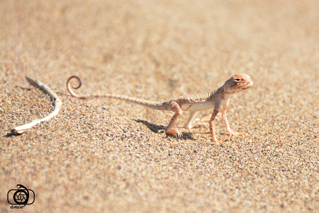 Spotted Toad-headed Agama