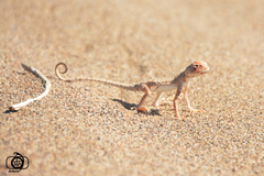 Phrynocephalus maculatus maculatus