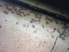 Apterona helicoidella