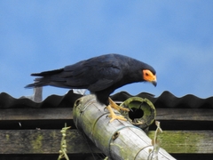 Black Caracara photo 3