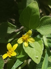 Calyptocarpus vialis