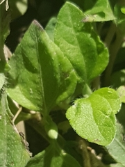 Calyptocarpus vialis