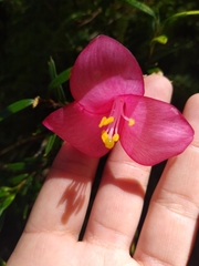 Philesia magellanica