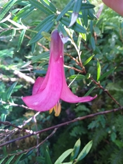 Philesia magellanica