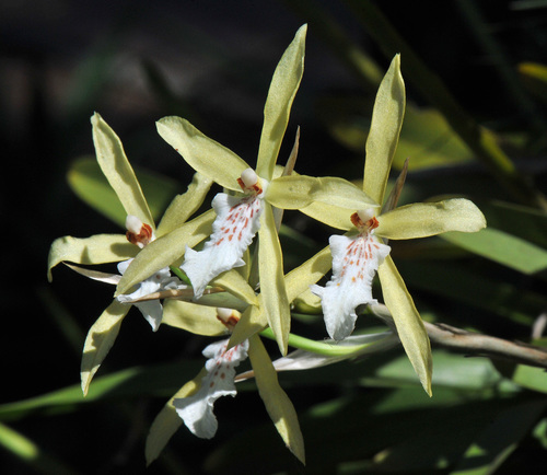 Miltonia